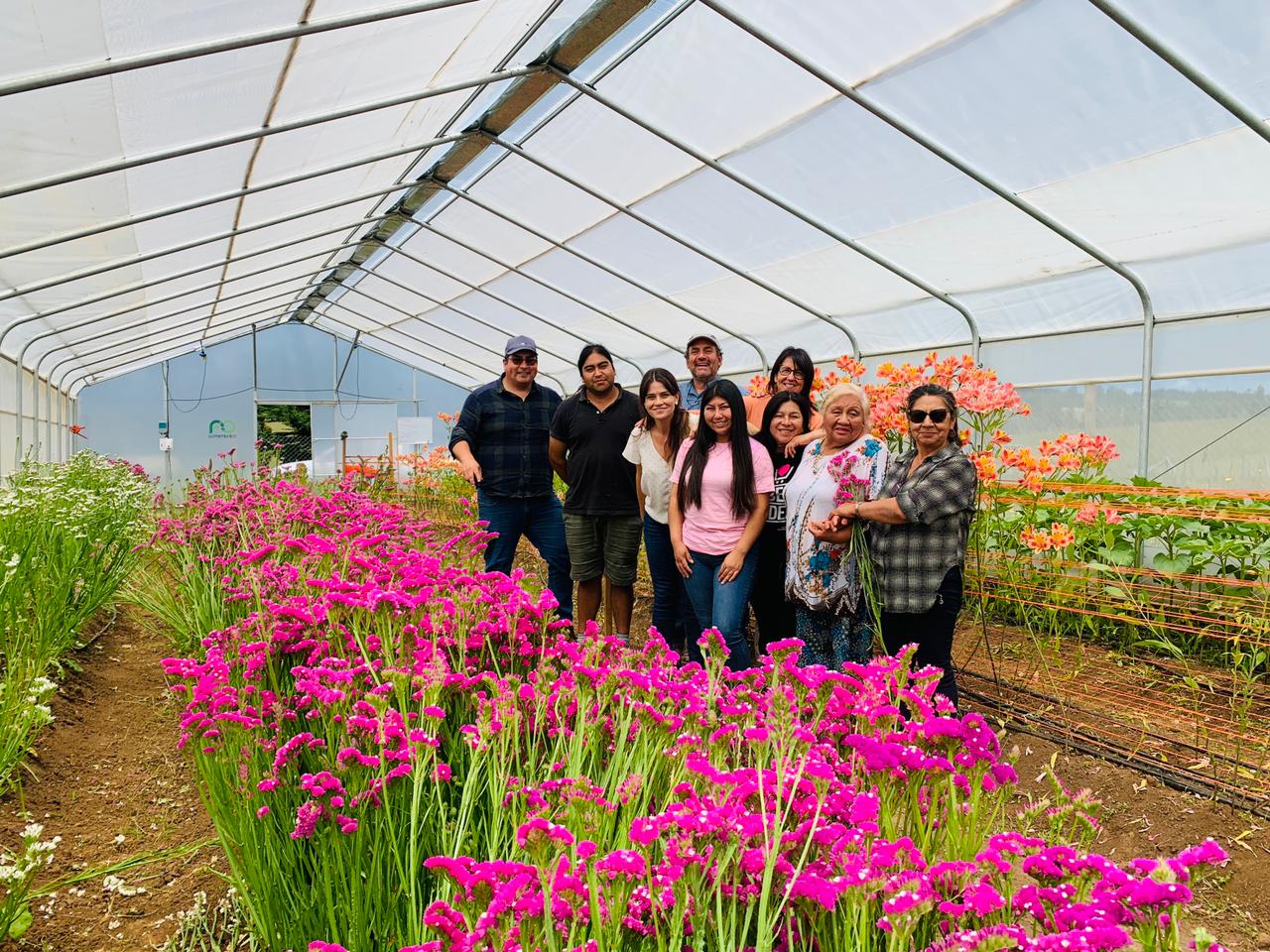 Read more about the article Cultivando Belleza y Sostenibilidad: Proyecto de Flores de Corte en la Comuna de Nueva Imperial, Región de La Araucanía