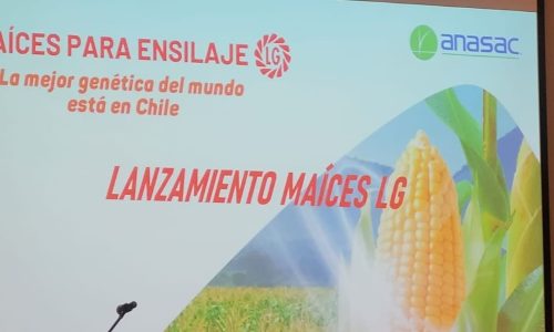 Anasac inicia la distribución de maíces sileros LG en el sur de Chile