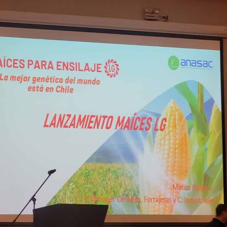 Lee más sobre el artículo Anasac inicia la distribución de maíces sileros LG en el sur de Chile
