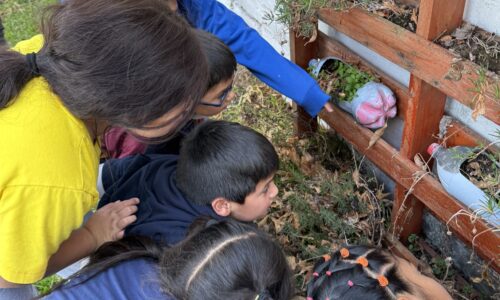 Huerta Educativa – Corporación NAIM Curicó