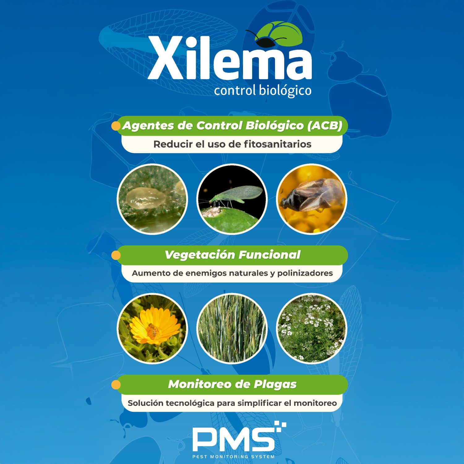 xilema